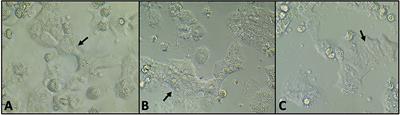 Cytotoxicity of Cultured Canine Primary Hepatocytes Exposed to Itraconazole Is Decreased by Pre-treatment With Glutathione